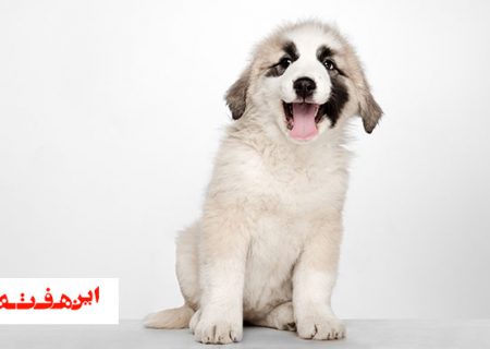 غذای ممنوعه برای سگ های خانگی